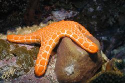 Orange Starfish from Esperance, Western Australia, and NO... by Brian Mayes 